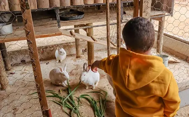 Dar comida aos animais